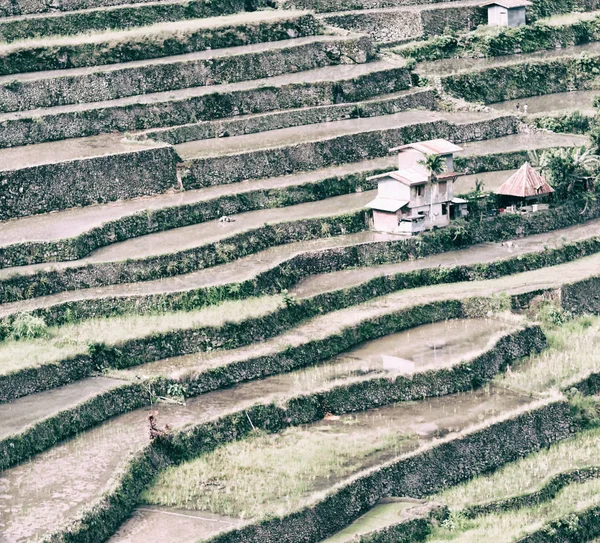 Blur Teras Philippinus Untuk Coultivation Padi Dari Situs Banaue Unesco — Stok Foto