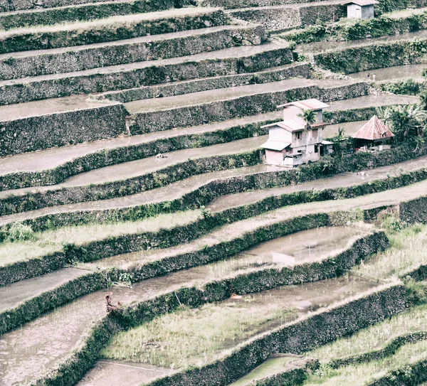 Rozmazání Filipínách Terasa Pole Pro Coultivation Rýže Banaue Unesco — Stock fotografie