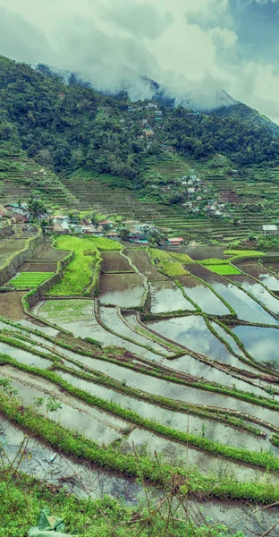 Rozmycie Polu Tarasowym Philippines Upraw Ryżu Witryny Banaue Unesco — Zdjęcie stockowe