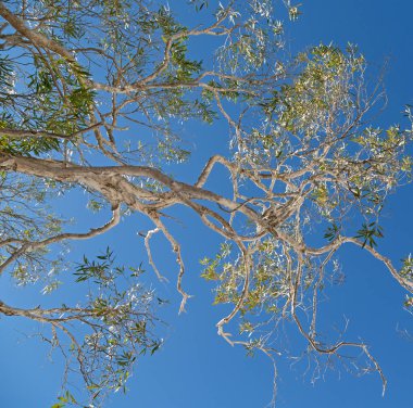 Avustralya outback ağaç ve yaprak açık gökyüzünde