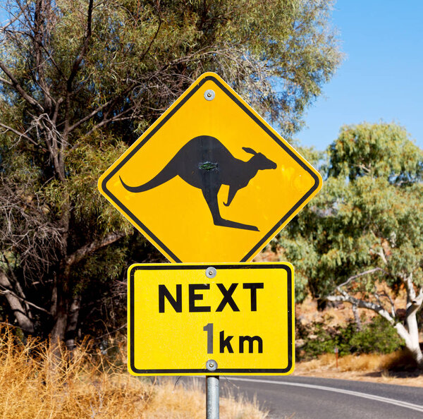 in australia  the sign for wild kangaroo  likee  concept of safety