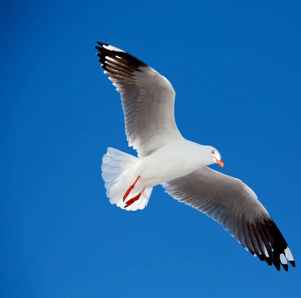 Australie Une Mouette Blanche Vole Dans Ciel Clair — Photo