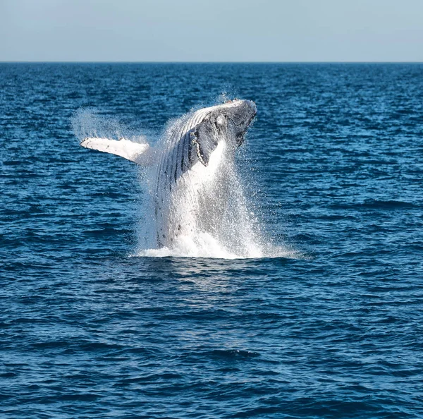 Vista Perto Baleia Livre Oceano Austrália — Fotografia de Stock