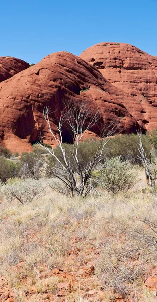 Australien Der Outback Canyon Und Der Baum Der Nähe Des — Stockfoto