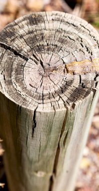 yüzey ağaç arka plan tahıl gibi soyut doku