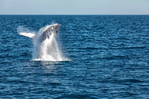 Vista Perto Baleia Livre Oceano Austrália — Fotografia de Stock