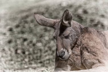 natuarl park yakın çekim bush yakınındaki kanguru