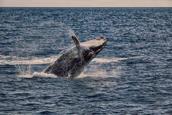 I Australien en gratis val i havet — Stockfoto