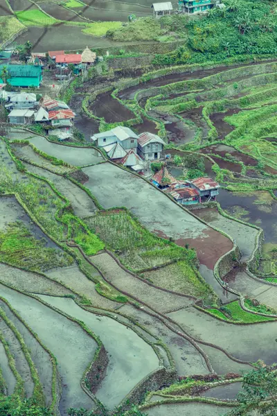 Campo de terraço para coultivação de arroz — Fotografia de Stock