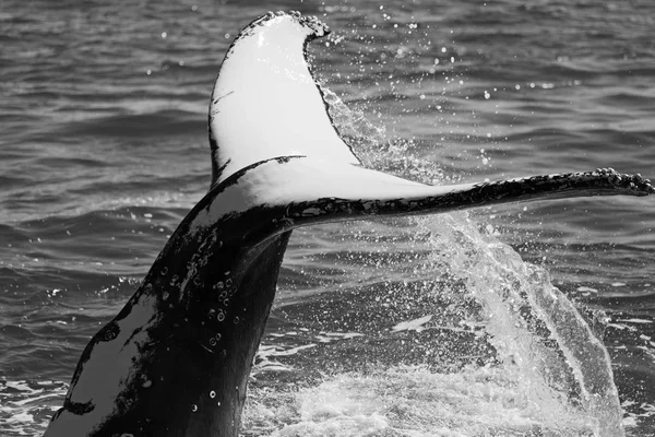 Na Austrália uma baleia livre no oceano — Fotografia de Stock