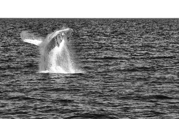 Na Austrália uma baleia livre no oceano — Fotografia de Stock