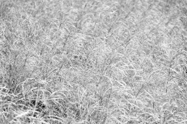 sarı bir ot Soyut doku 