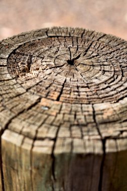 yüzey ağaç arka plan gibi soyut doku 