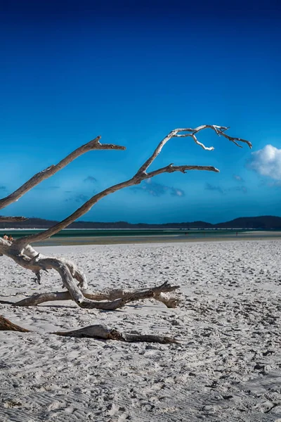 Der Baum und der Strand in der paradiesischen Bucht — Stockfoto