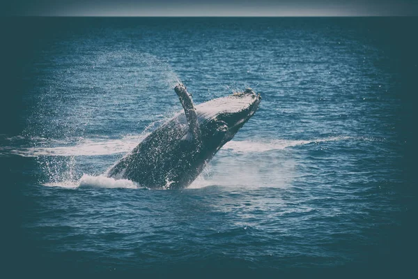 W Australii wolna wieloryby w Oceanie — Zdjęcie stockowe