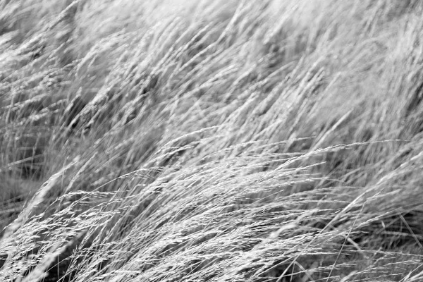Абстрактная текстура желтой травы — стоковое фото