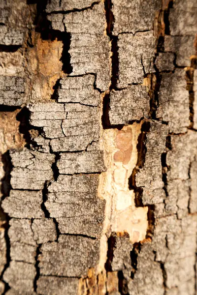Abstracte textuur van een oppervlakte boom als achtergrond — Stockfoto