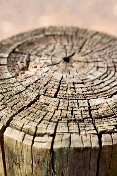 Texture abstraite d'un arbre de surface comme fond — Photo