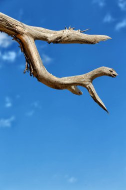 Etiyopya'da Afrika Soyut doku arka planını bir canavar gibi boş bir şube