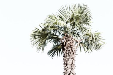 Avustralya açık gökyüzü hurma dalı