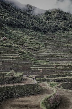 Banaue Unesco sitesinden pirinç elde etmek için Filipinler teras sahasında bulanıklık