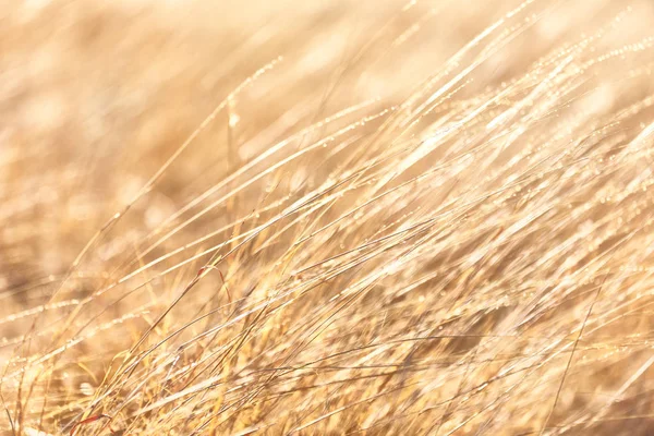 Por la mañana y el ligh los fiels de la hierba — Foto de Stock