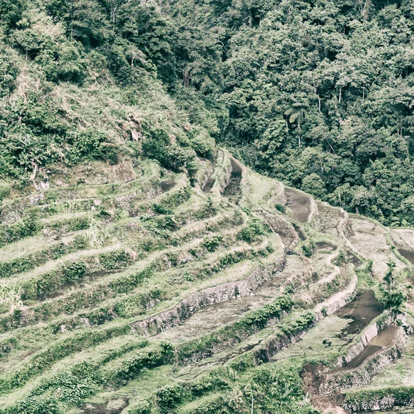 Campo de terraço para coultivação de arroz — Fotografia de Stock