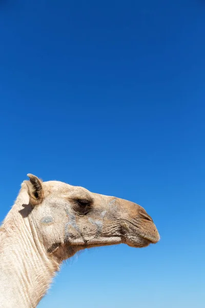 W niebo streszczenie tło i camel — Zdjęcie stockowe