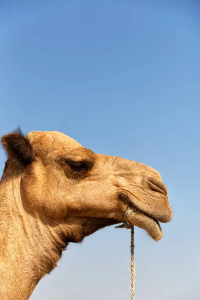 Στο αφηρημένο φόντο του ουρανού και καμήλα — Φωτογραφία Αρχείου