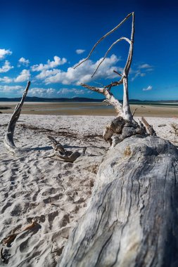 Kumsalda cennette defne whitsunday Adası, Avustralya
