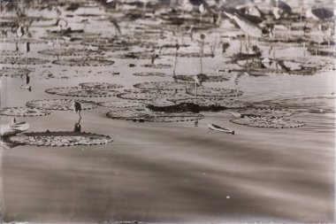 Avustralya ile nilüfer su çiçeği çiçek havuzda huzur kavramı