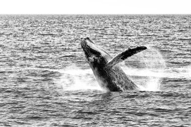 Avustralya'da okyanusta ücretsiz balina görünümünü kapat