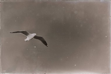 açık havada uçan bir beyaz ücretsiz martı