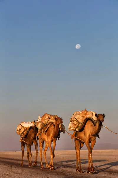 The camels carovan  in the  salt lake — Stock Photo, Image