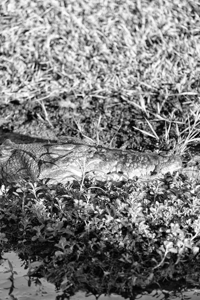 Australia Reptil Cocodrilo Estanque Del Río Luz — Foto de Stock