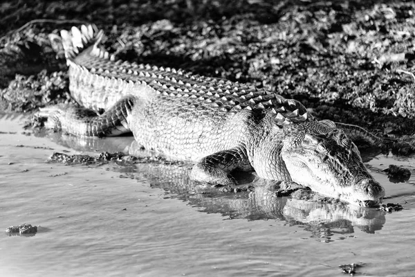 Australien Krybdyr Krokodille Floden Dam Lys - Stock-foto