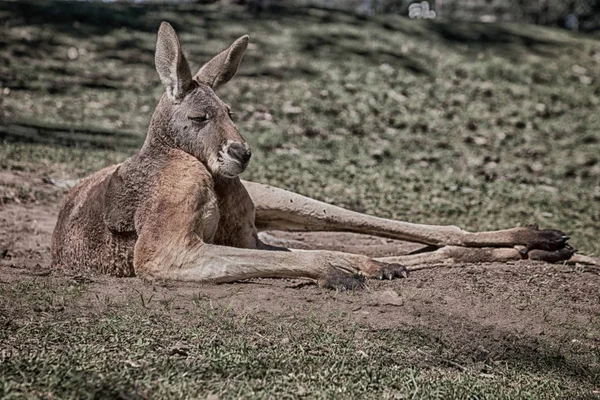 Naturpark Nahaufnahme des Kängurus in Buschnähe — Stockfoto