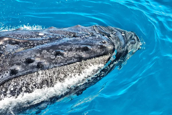 In australia a free whale in the ocean — Stock Photo, Image