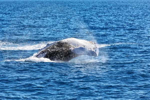 Avustralya okyanus ücretsiz bir balina — Stok fotoğraf