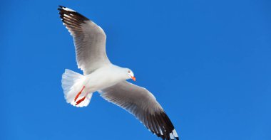 açık havada uçan bir beyaz ücretsiz martı