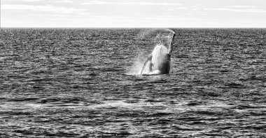 Avustralya okyanus ücretsiz bir balina