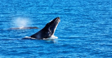 Avustralya okyanus ücretsiz bir balina
