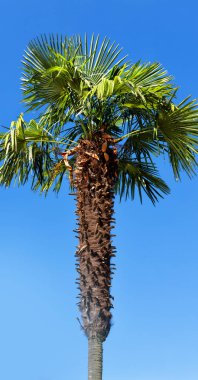 açık gökyüzü hurma dalı 