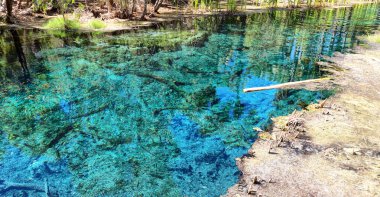 doğada palmiye ve göl