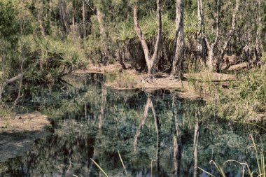 Avustralya mataranka nehir içinde belgili tanımlık palmiye ve doğa göl