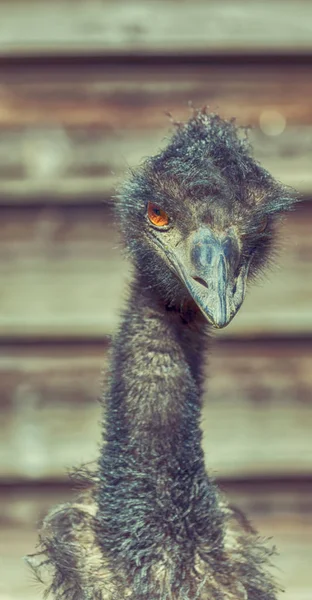 In the park of australia the free emu bird — Stock Photo, Image