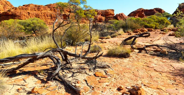 De kings canyon aard wild en de outback — Stockfoto