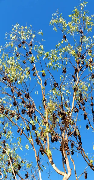 Die wilde Fledermauskolonie im Baum — Stockfoto