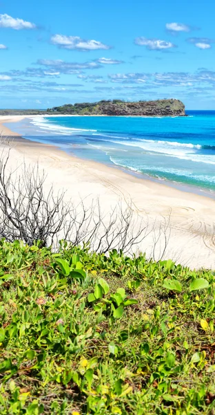 En australia la isla de playa el árbol y las rocas — Foto de Stock