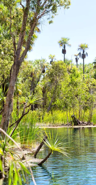 In the nature  the palm and the lake — Stock Photo, Image